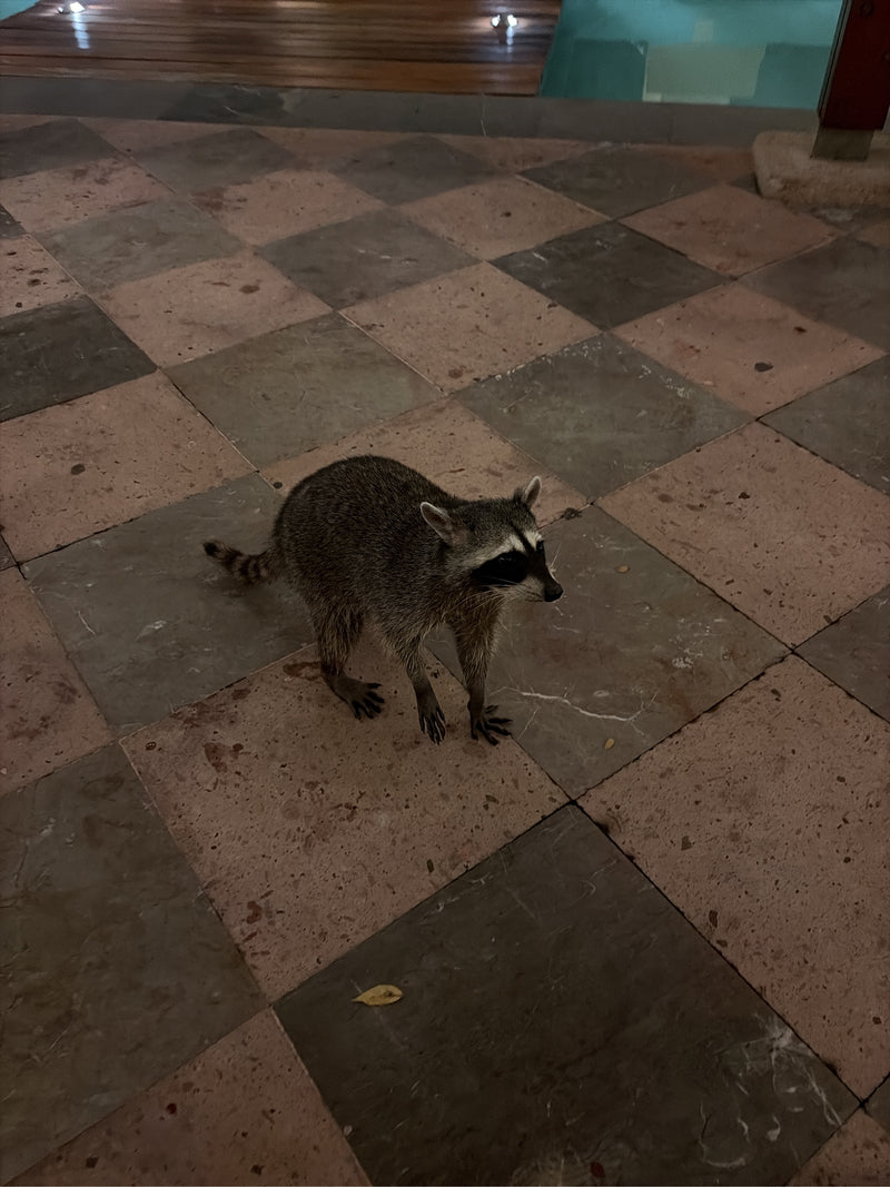 Un raton laveur se tient la nuit sur un sol extérieur carrelé près d'une piscine.
