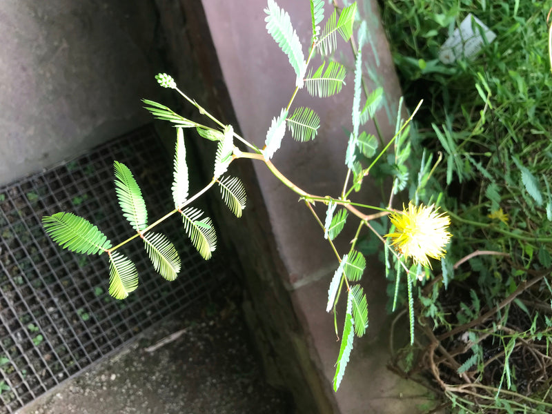 Wasser-Mimose — photo 2 sur 3