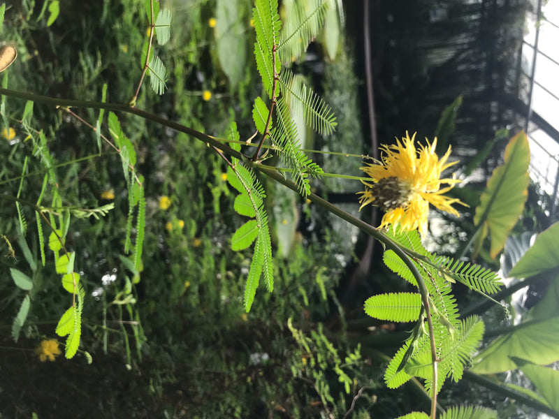 Wasser-Mimose — photo 3 sur 3
