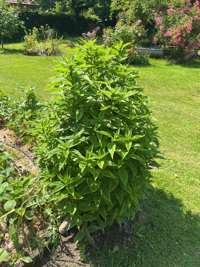 On peut voir une plante touffue et majestueuse avec des feuilles vertes opposées dans un jardin. Il s'agit de l'eupatoire chanvrine.