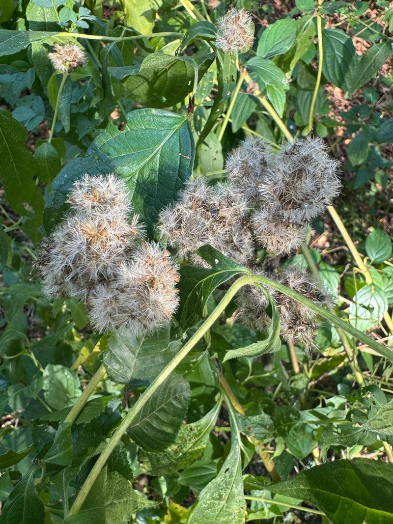 Têtes de graines d'eupatoire chanvrine avec des aigrettes blanchâtres au milieu du feuillage vert.