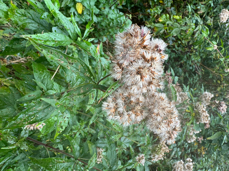Une eupatoire chanvrine fanée montrant des têtes de graines duveteuses et brunâtres au milieu du feuillage vert.