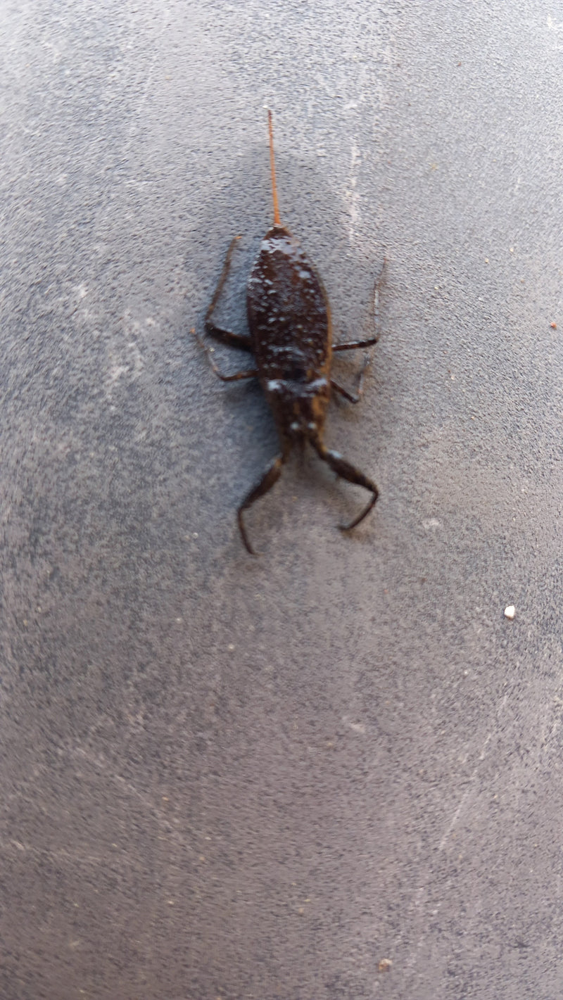 Scorpion d'eau — Bild 1