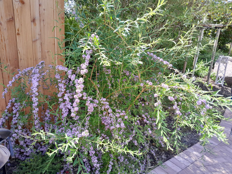 Buddleia à feuilles alternes — Bild 1
