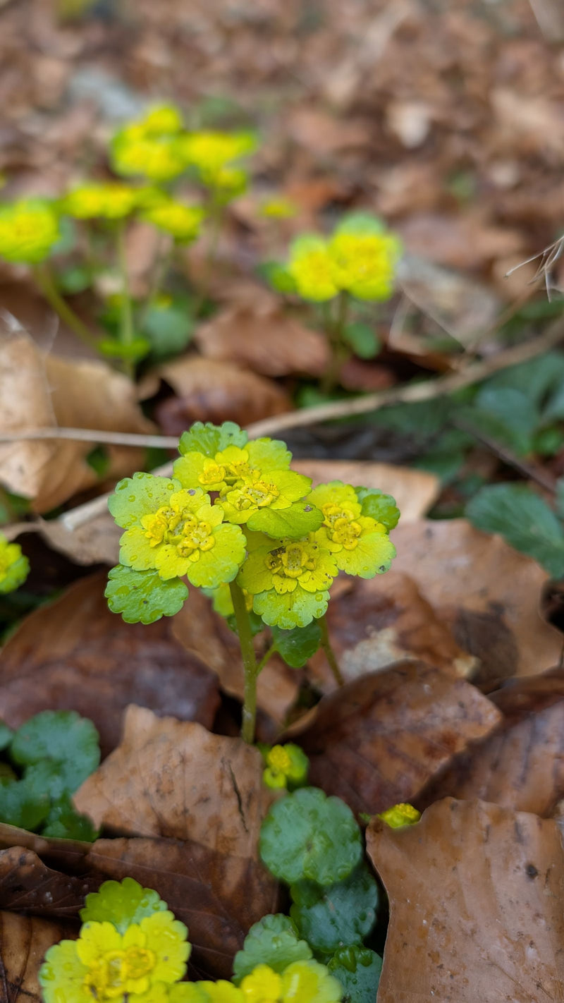 Spleenwort à feuilles alternes — Bild 1