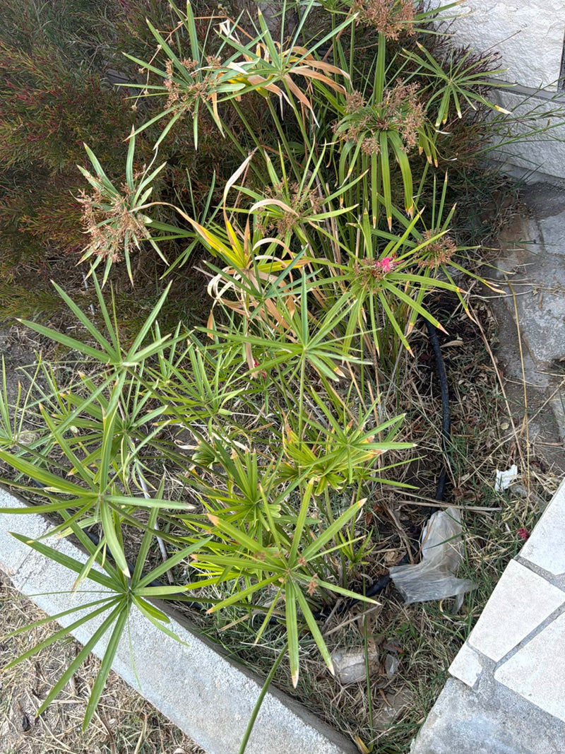 On peut voir le souchet alternifolié avec ses touffes de feuilles caractéristiques en forme d'étoile. La plante pousse dans un parterre à côté de dalles clai...