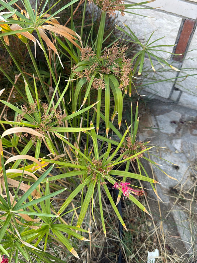 L'image montre plusieurs spécimens de souchet alternifolié avec de longues tiges typiques et des bractées disposées en étoile. La plante pousse devant un mur...