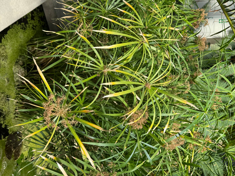 Vue du dessus, une touffe dense de souchet à feuilles alternes montre ses bractées disposées en ombrelle et ses inflorescences brunâtres.
