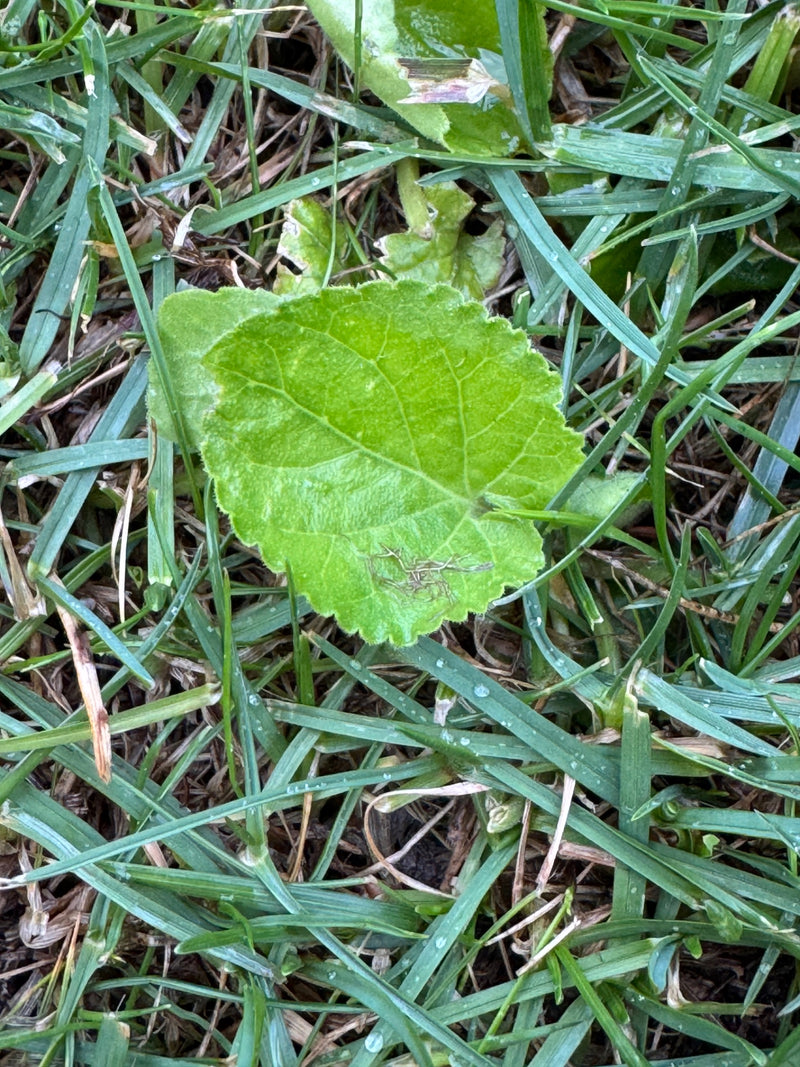 Façon-mauve — Bild 1