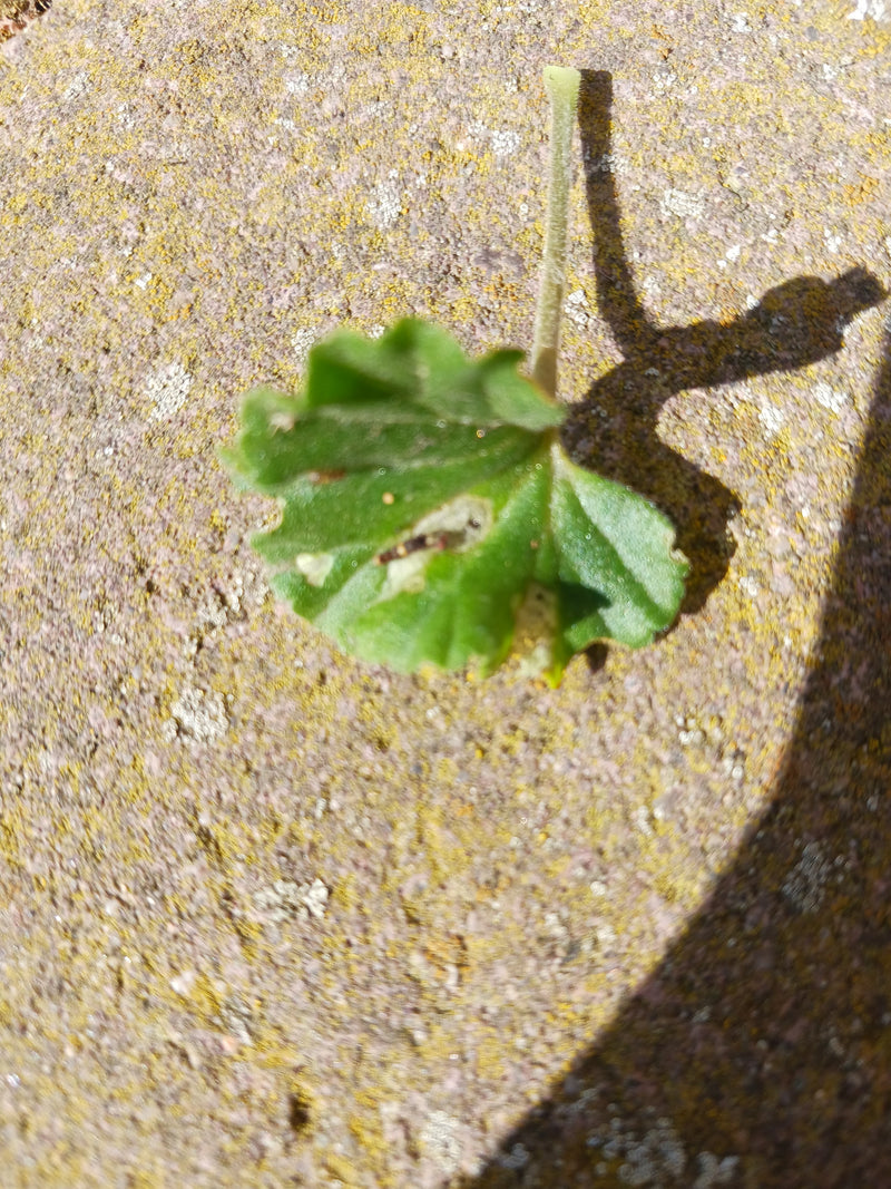 L'image montre une seule feuille verte de mauve à feuilles rondes posée sur un sol en pierre texturé. Une courte tige pointe vers le haut.