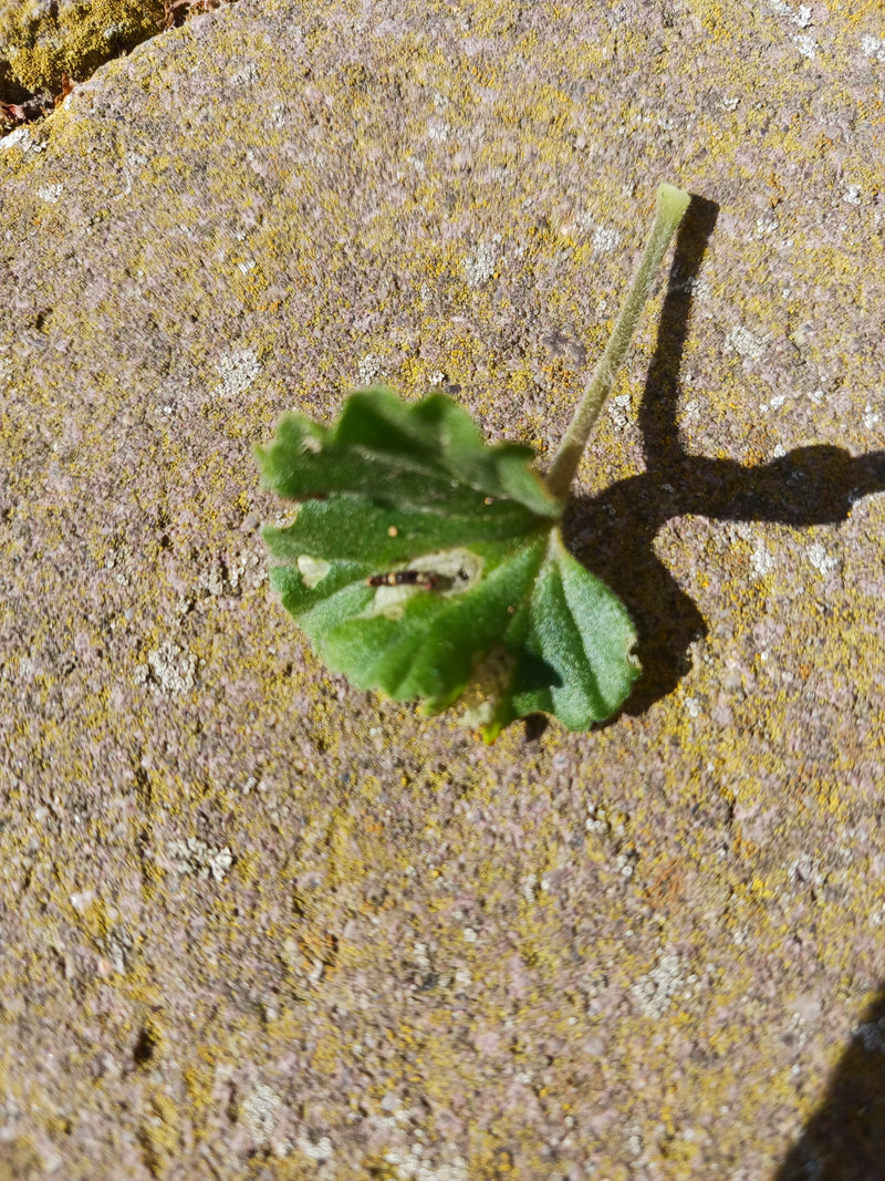 Une seule feuille détachée de la mauve à feuilles rondes repose sur un sol en pierre claire. La tige et la forme caractéristique de la feuille sont bien visi...