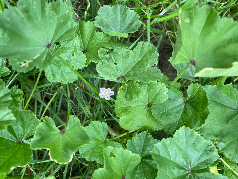 On aperçoit les feuilles caractéristiques lobées et une petite fleur mauve pâle de la mauve à feuilles rondes. La plante pousse dans de l'herbe dense.