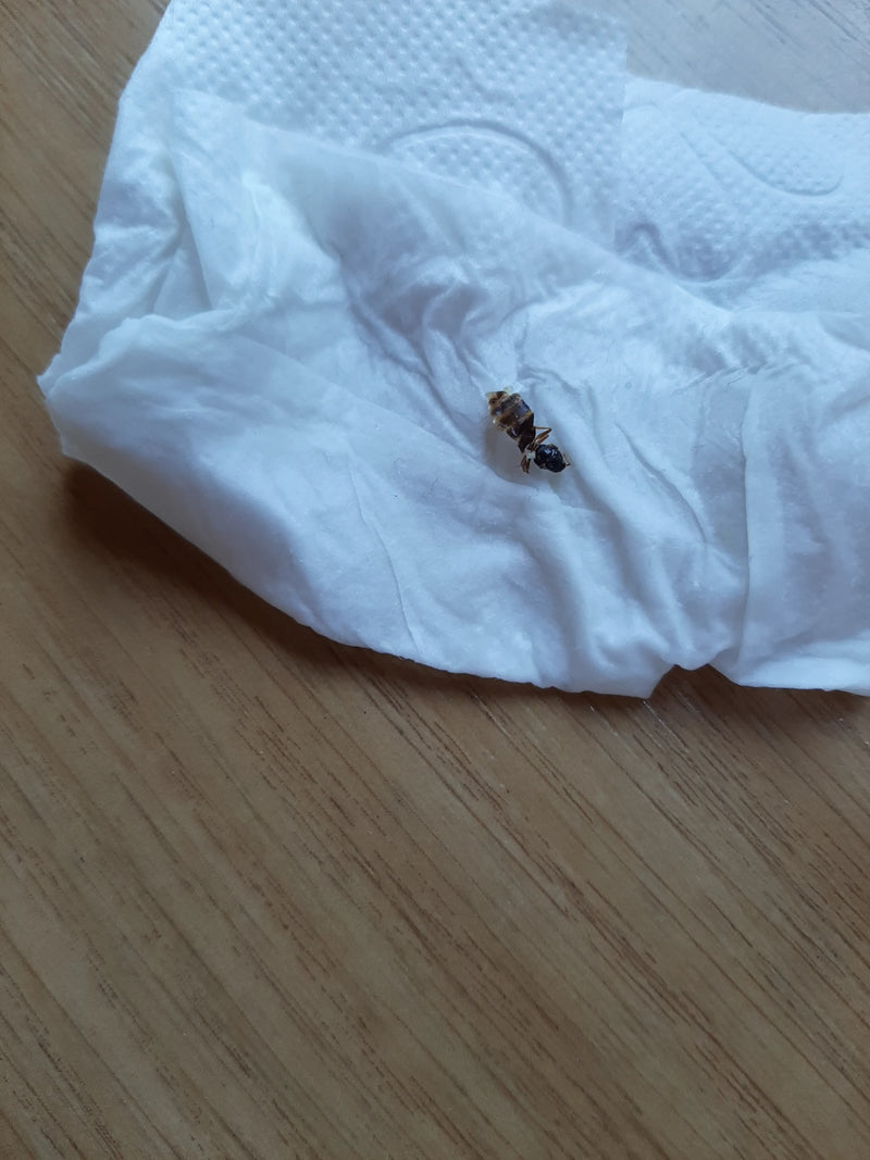 Fourmi de jardin (genre Lasius) — photo 5 sur 15