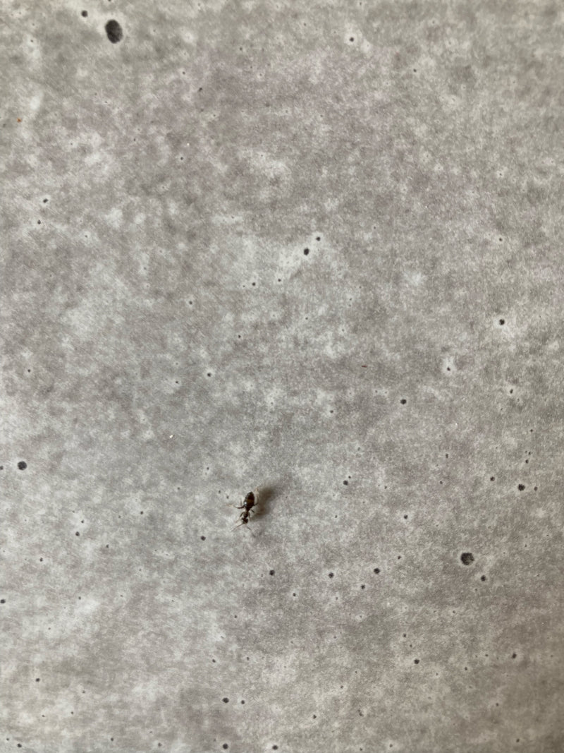 Fourmi de jardin (genre Lasius) — Bild 2