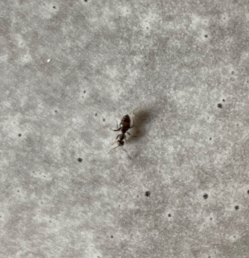 Fourmi de jardin (genre Lasius) — Bild 3