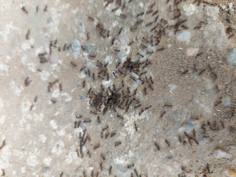 Fourmi de jardin (genre Lasius) — Bild 1