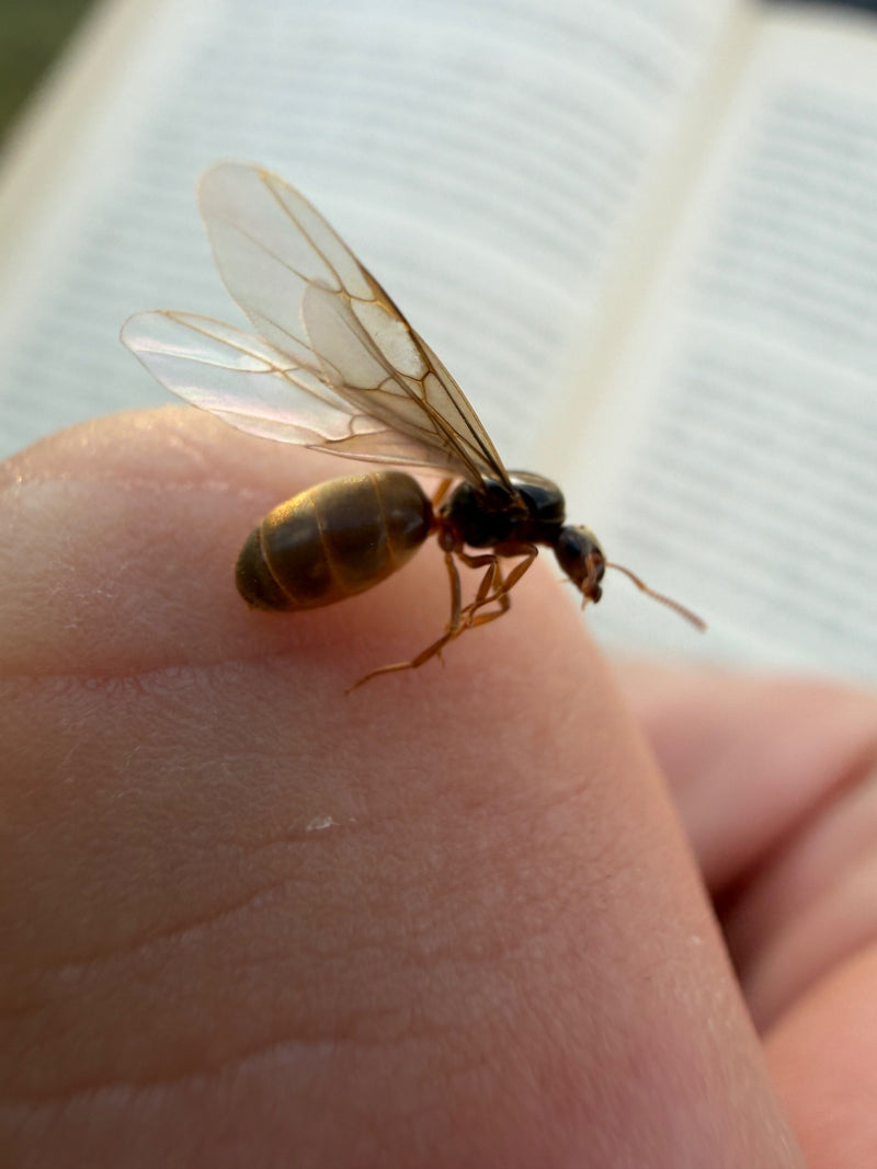 Fourmi de jardin (genre Lasius) — photo 4 sur 15