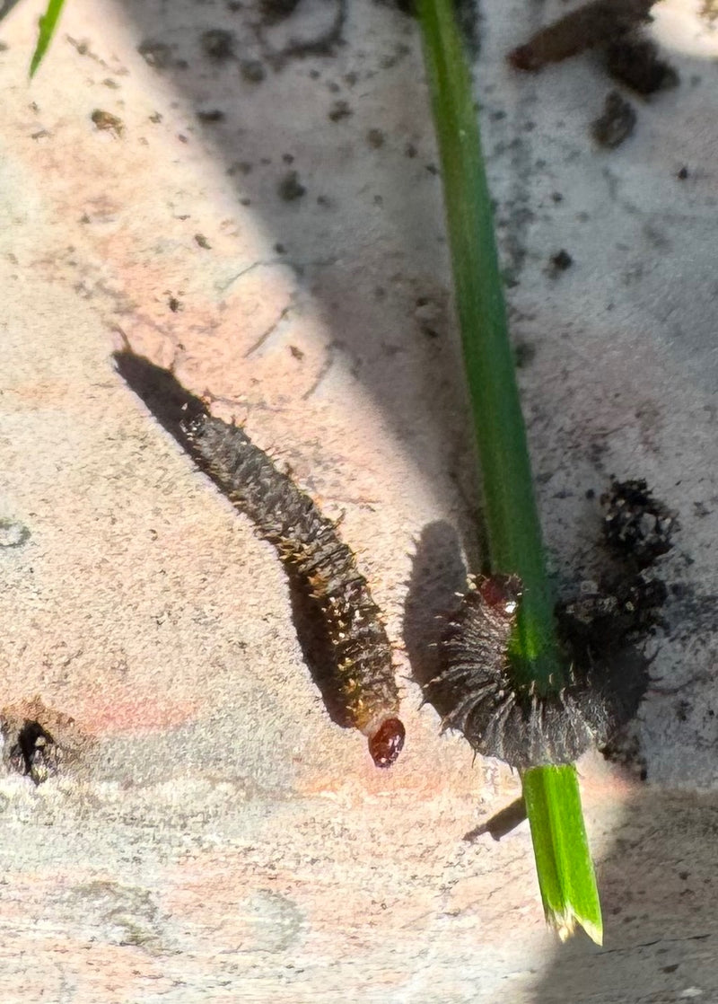 Deux chenilles sombres de la Mélitée du plantain avec des épines et une tête brun rougeâtre sur une surface claire près d'une tige végétale.