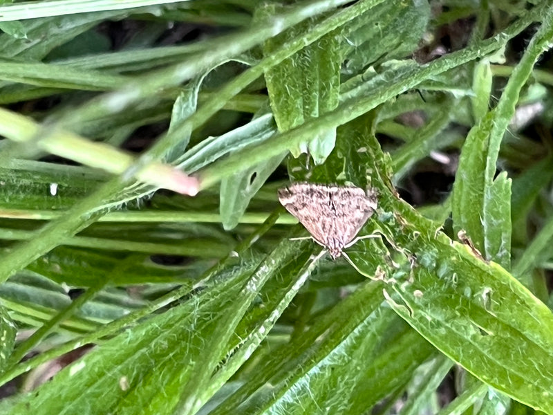 Foreur du plantain — photo 5 sur 7