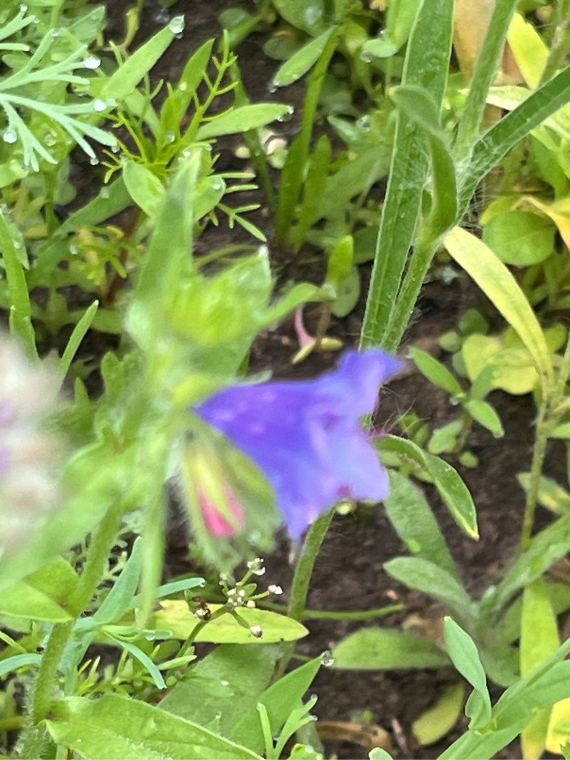 Tête de vipère à feuilles de plantain — Bild 2