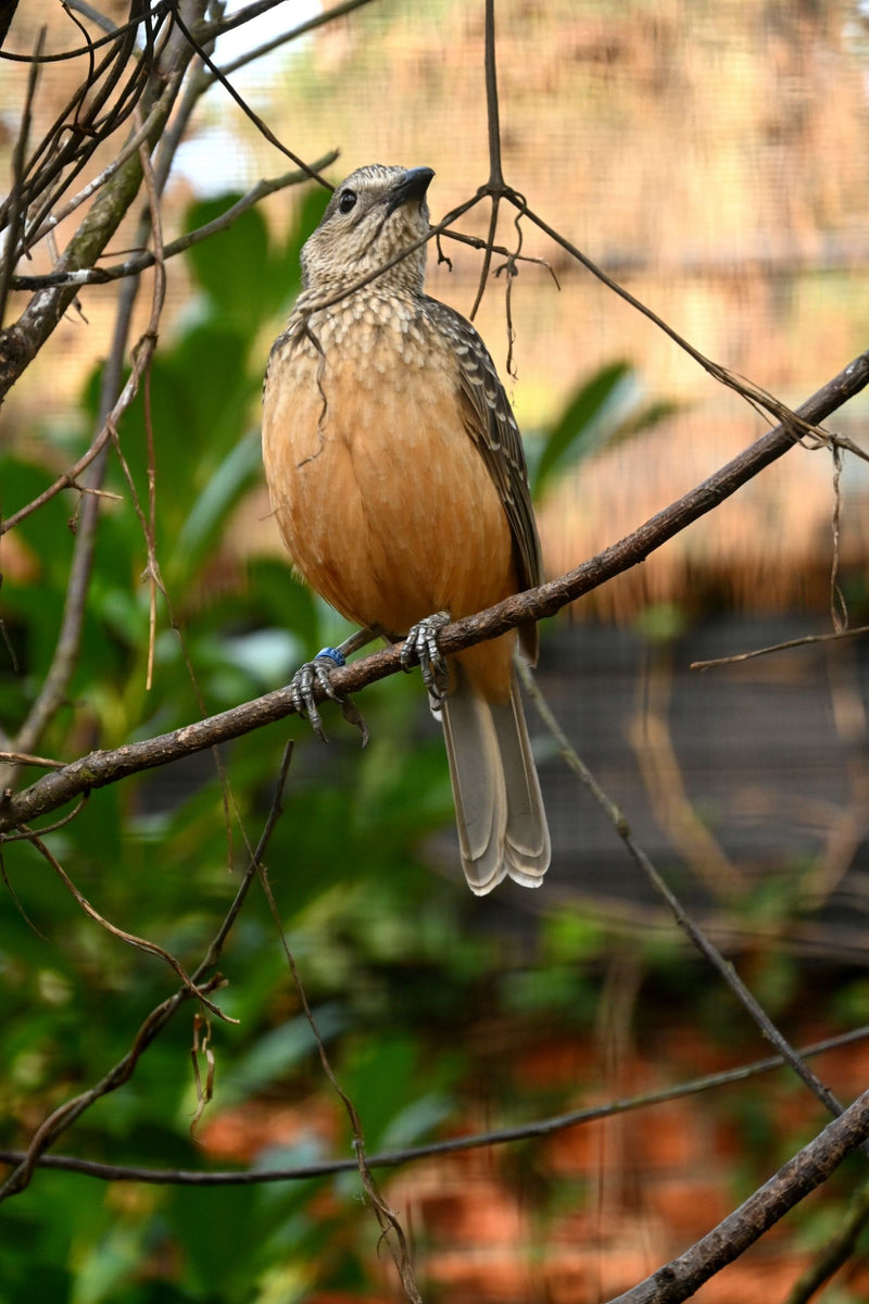 Un shama dayal à croupion blanc est perché sur une fine branche, regardant vers le haut. Son plumage ventral est chamois roux avec une poitrine légèrement éc...