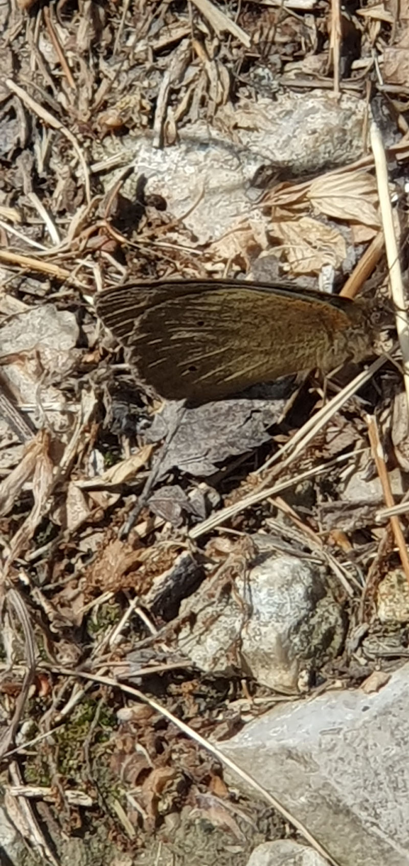Papillon maure à bandes blanches — Bild 1