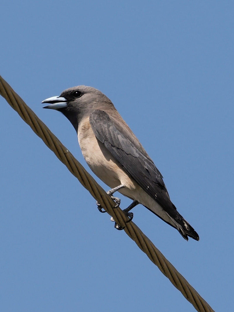 Hirondelle à poitrine blanche — Bild 1