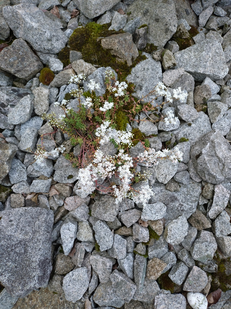 Sédum blanc — Bild 1