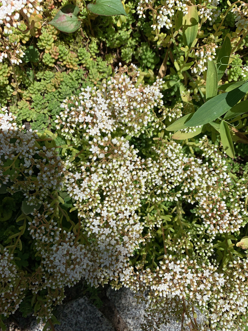 Sédum blanc — photo 1 sur 8
