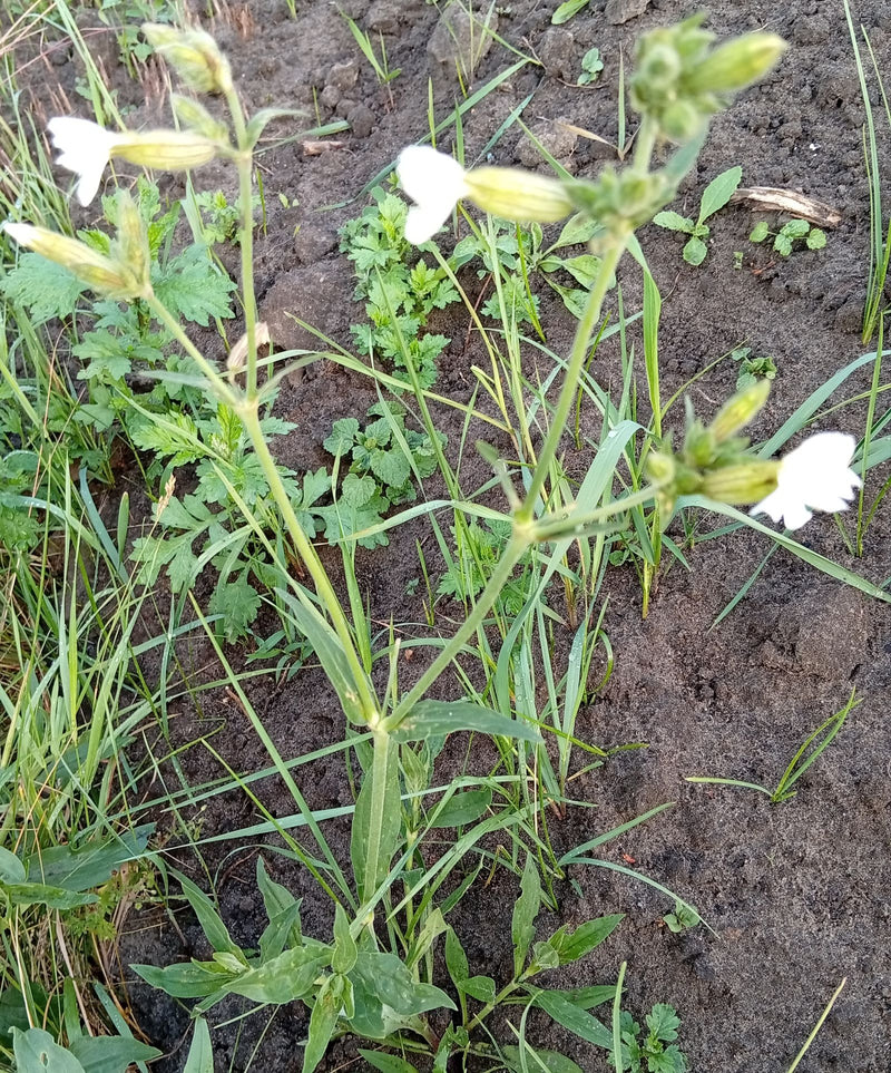 Oeillet blanc — Bild 1