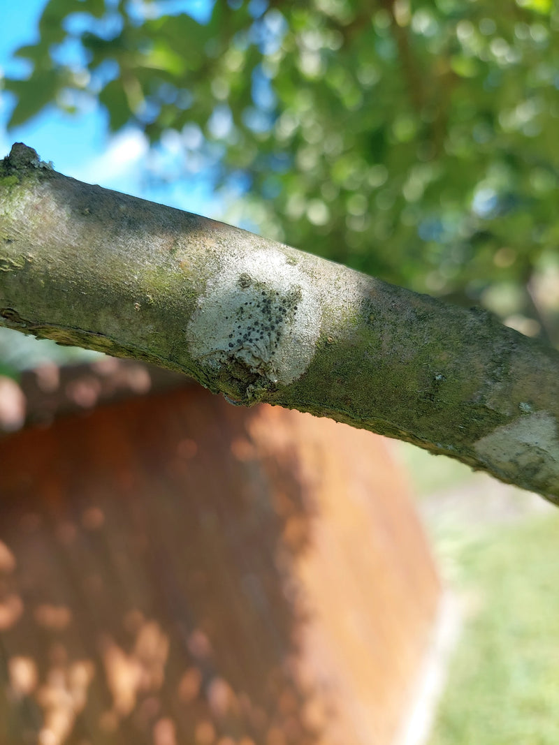 Lichen des murailles blanc — Bild 2