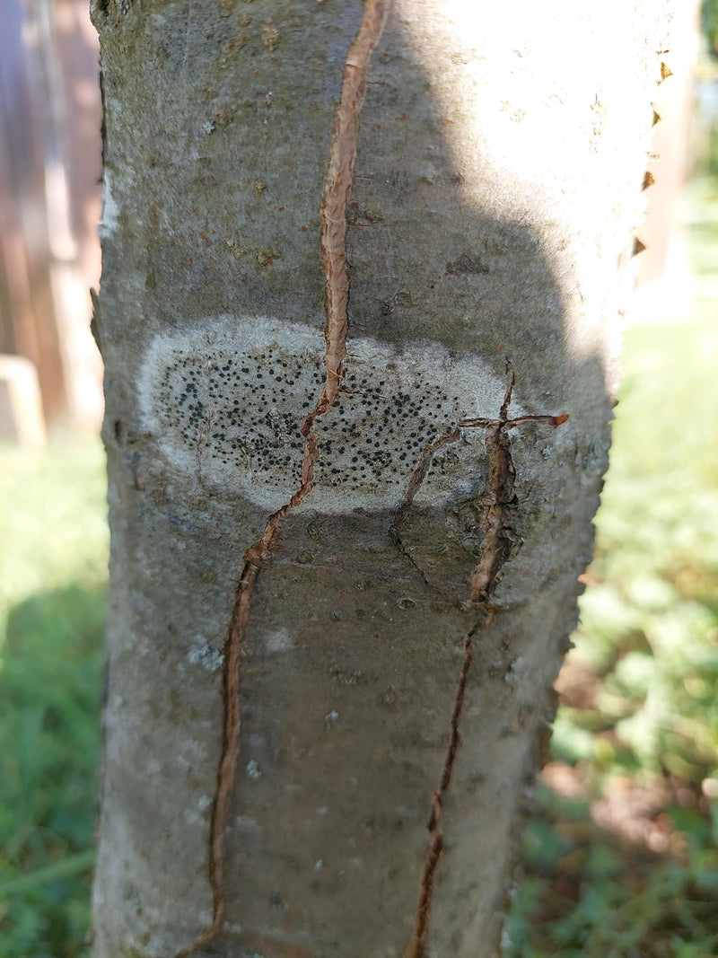 Lichen des murailles blanc — Bild 1