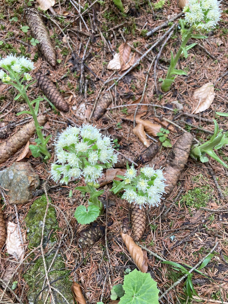 Pétasite blanc — Bild 1