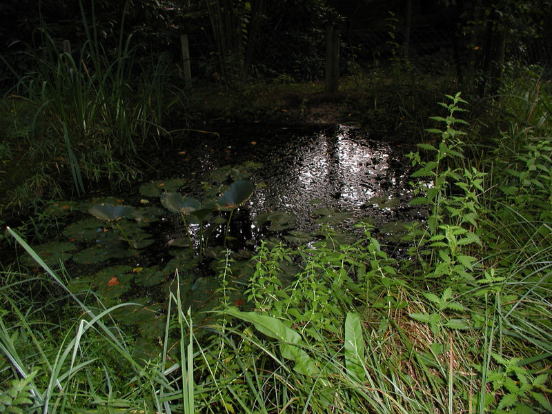 Nénuphar blanc — Bild 1