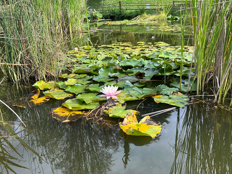Nénuphar blanc — photo 1 sur 8