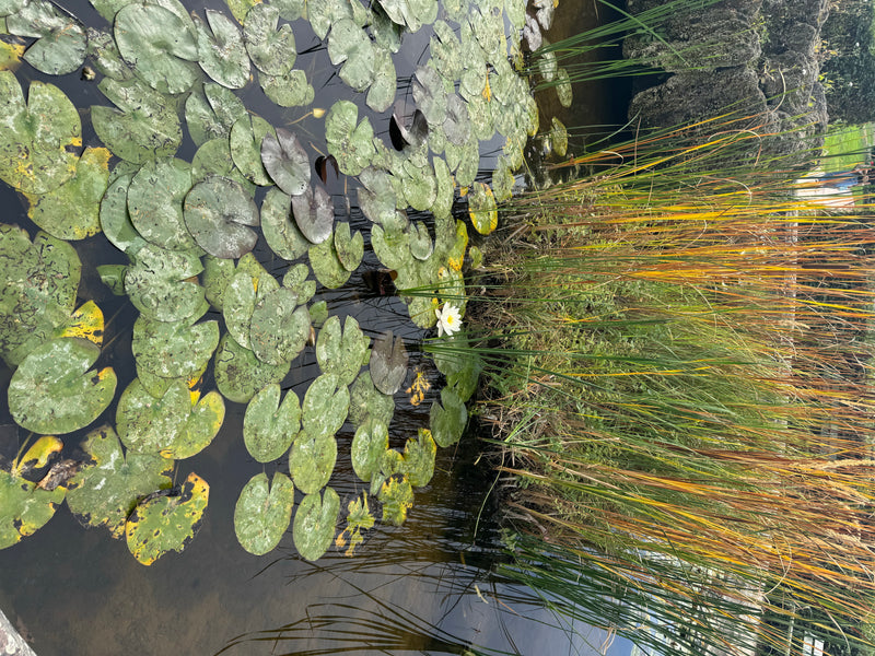 De nombreuses feuilles flottantes et une fleur blanche épanouie de nénuphar flottent à la surface de l'eau à côté de roseaux.