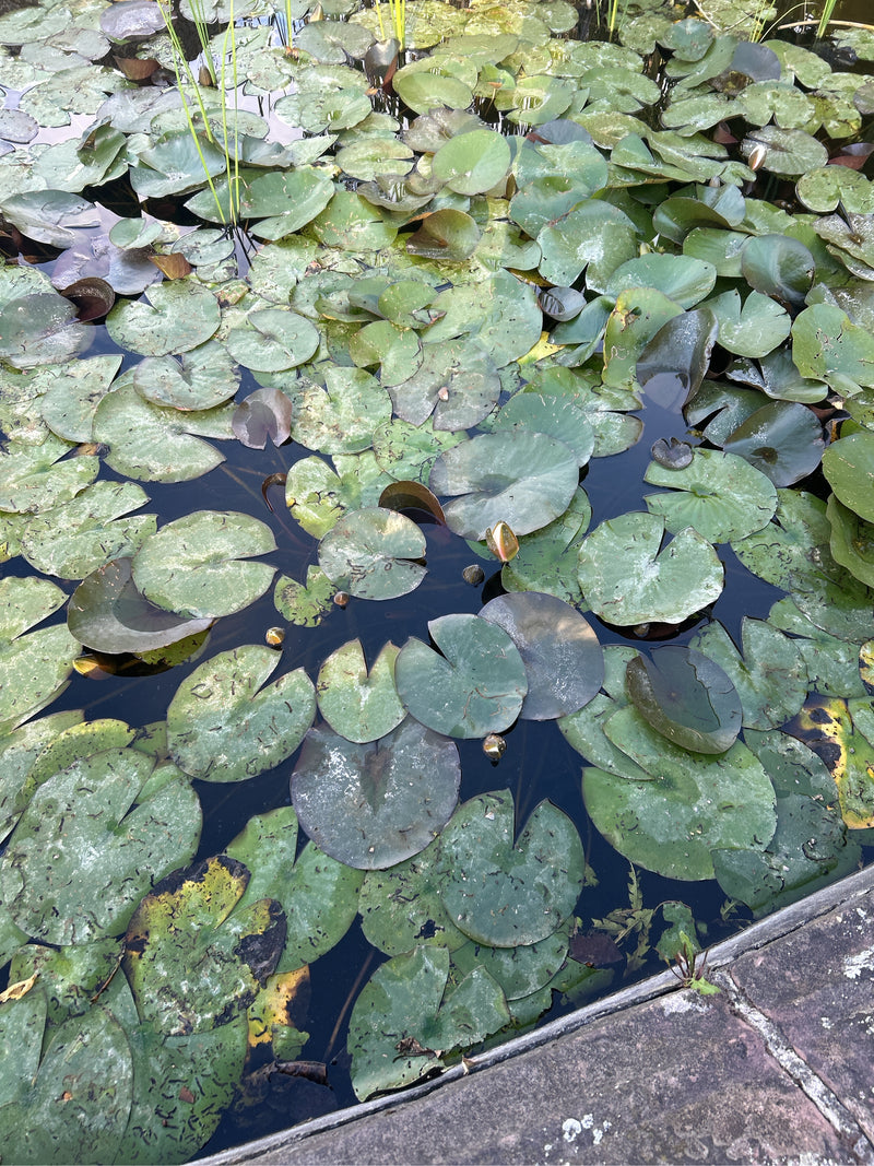 Nénuphar blanc — photo 2 sur 8