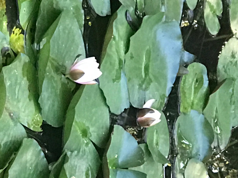 Nénuphar blanc — photo 5 sur 8