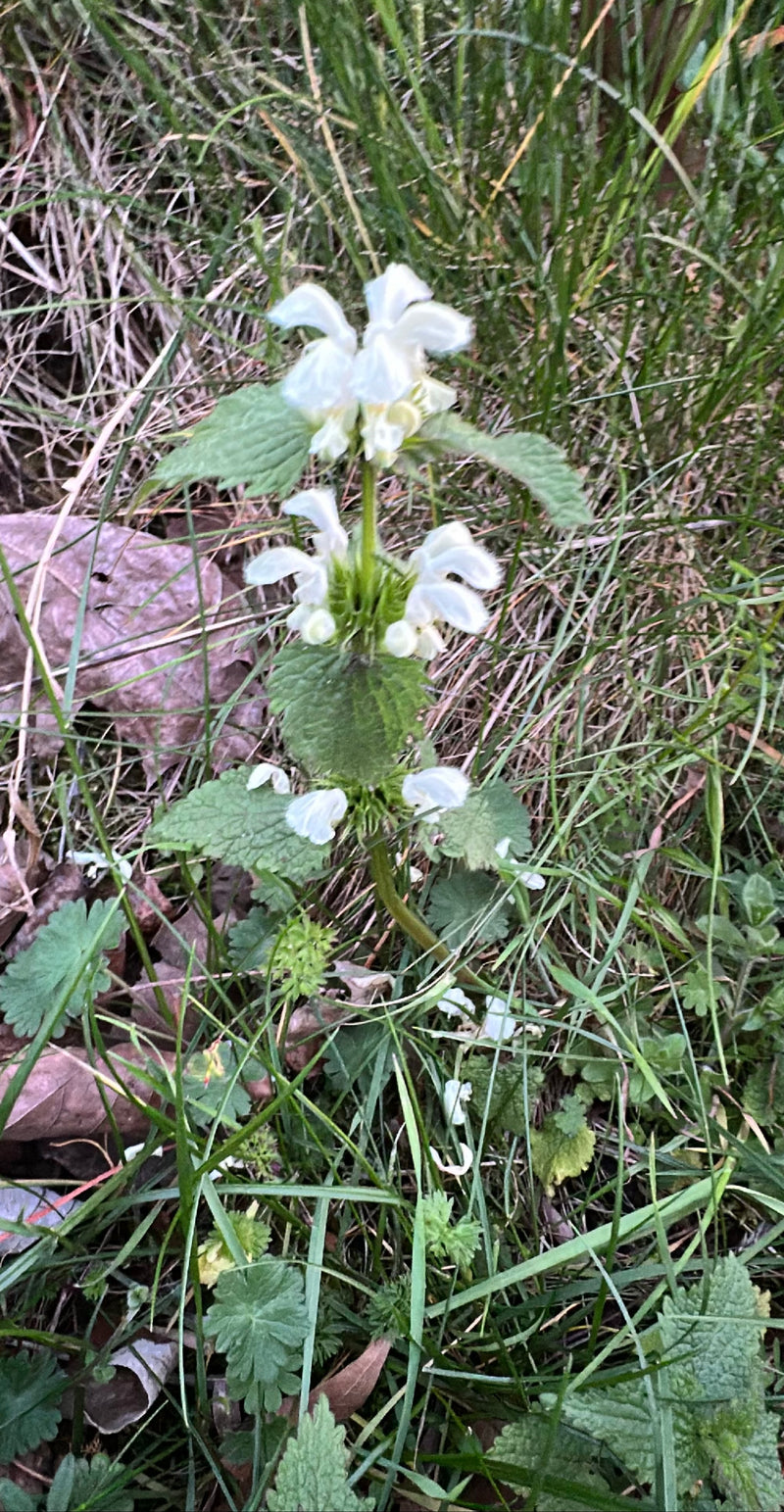 Ortie blanche — Bild 1