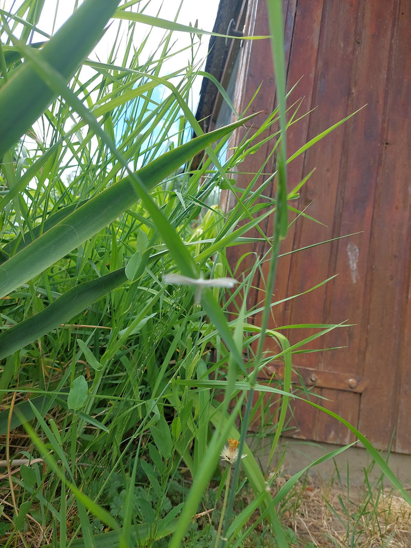 Papillon à plumes blanches — Bild 1