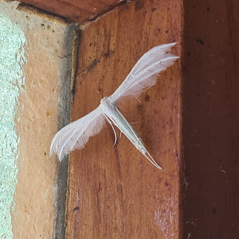 Papillon à plumes blanches — photo 3 sur 6