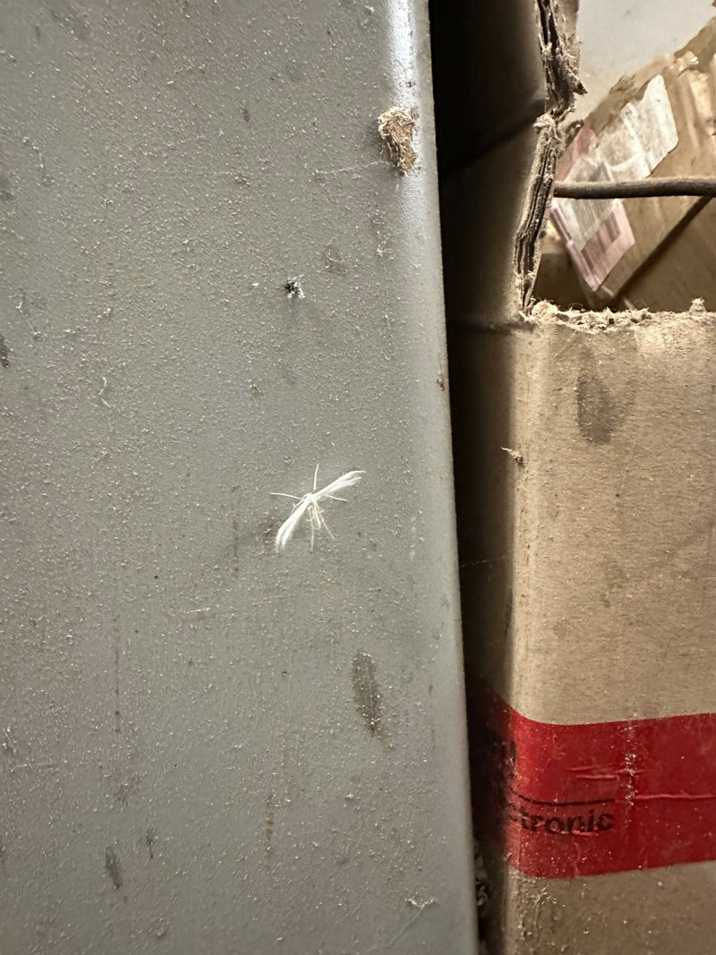 Papillon à plumes blanches — photo 4 sur 6