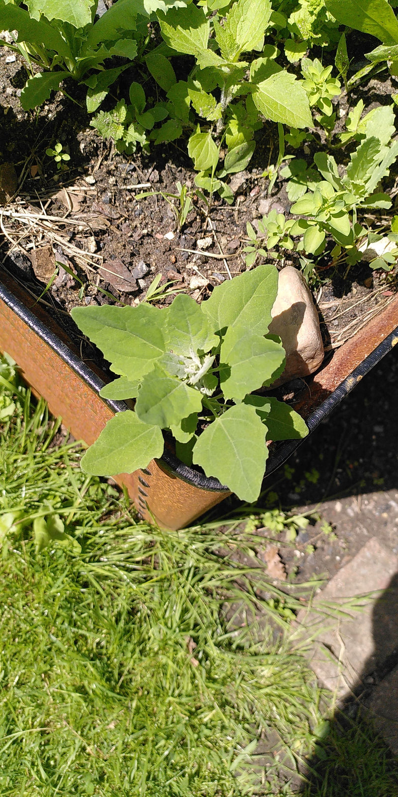 Chénopode blanc — Bild 2