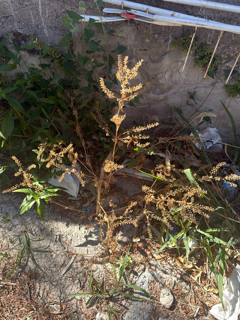 On peut voir une plante de chénopode blanc desséchée avec de nombreuses inflorescences mûres devant un mur en pierre. La plante pousse dans un environnement ...