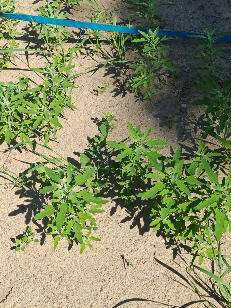 Plusieurs jeunes plantes de chénopode blanc poussent sur un sol sableux et sec. Les feuilles vertes de forme caractéristique sont bien visibles.