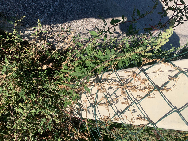 Un chénopode blanc aux inflorescences farineuses pousse à travers un grillage au bord d'une zone goudronnée.