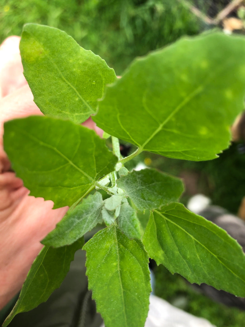 Chénopode blanc — Bild 1