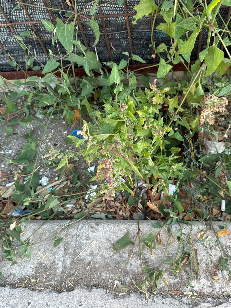On y voit un pied de chénopode blanc poussant avec ses feuilles et inflorescences typiques sur un sol urbain. La vue en surplomb montre la plante devant un mur.