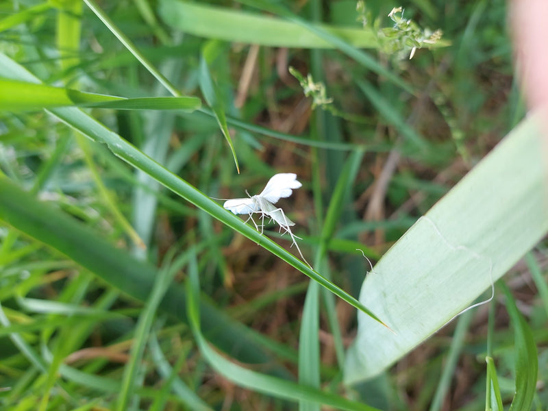 Piment d'herbe blanche — Bild 1