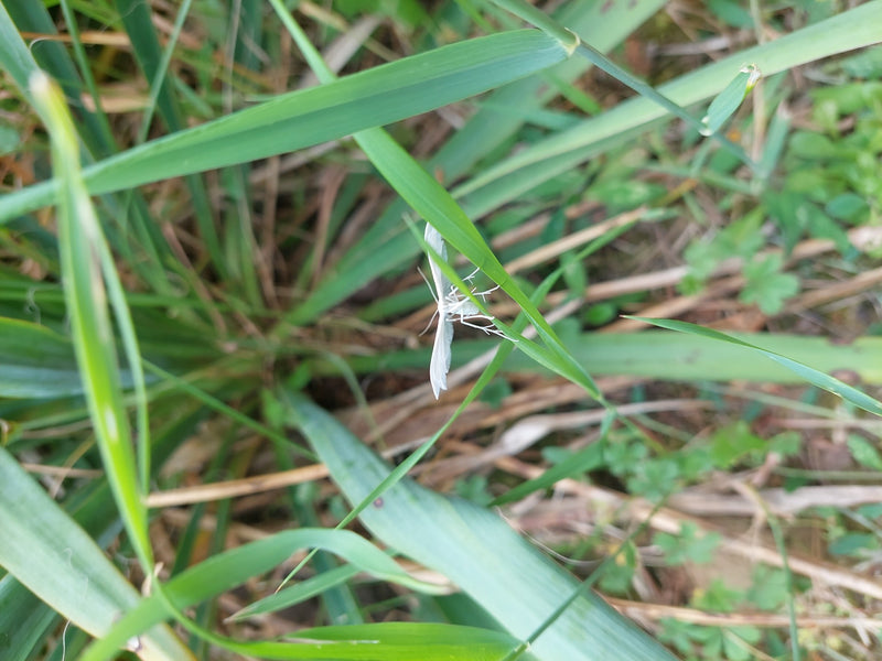 Piment d'herbe blanche — Bild 2